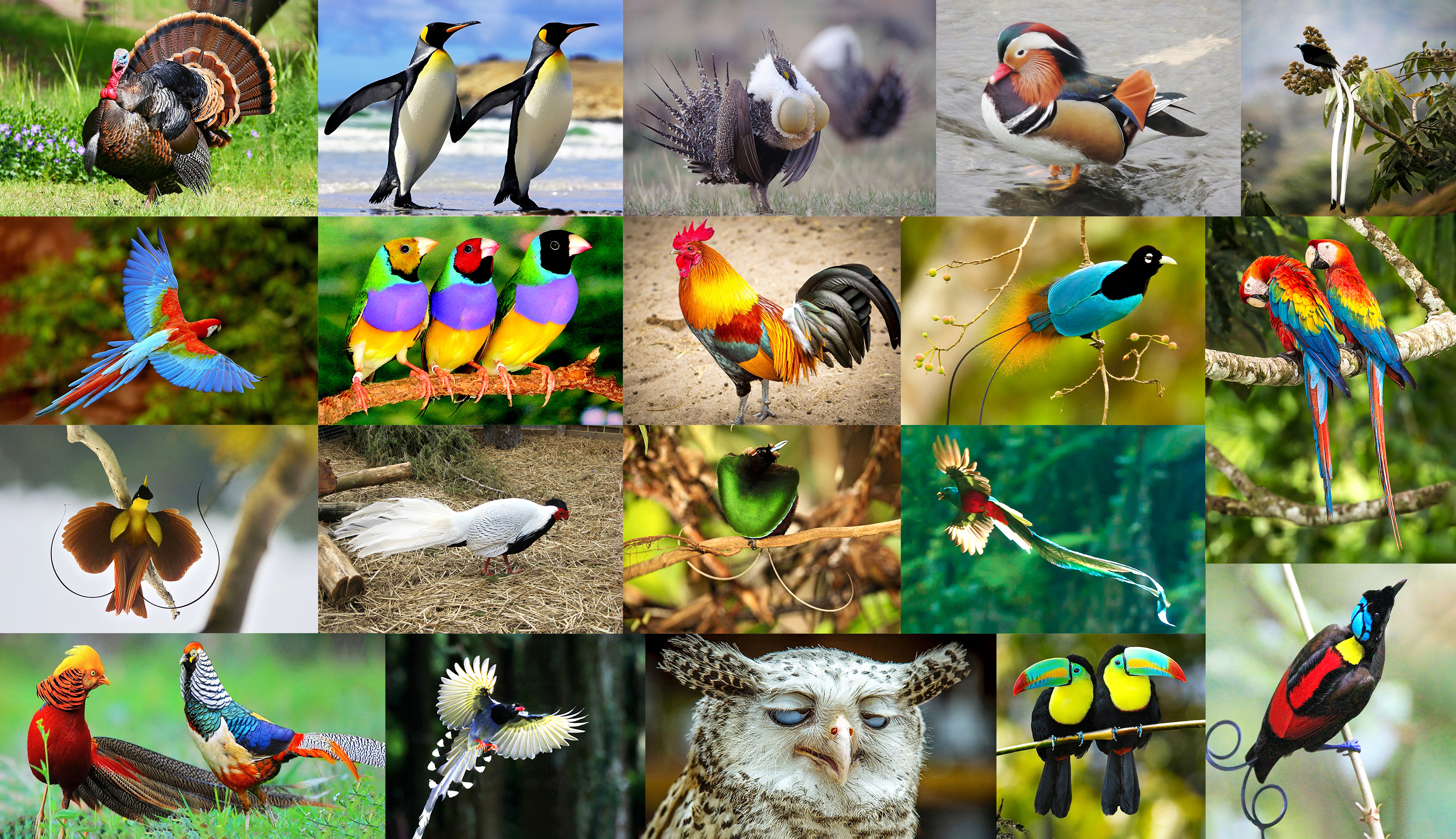 Radiant Birds — Rainforest Art Foundation